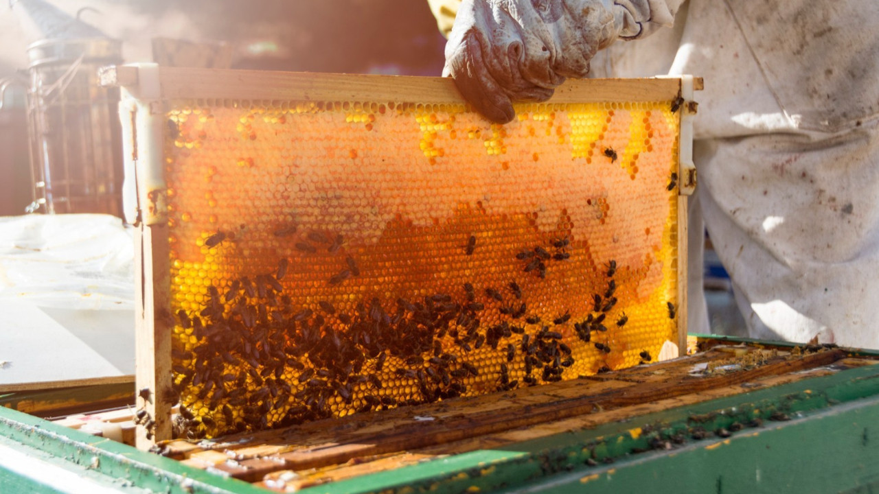 Koloni sağlığı ve doğru ekipman, bal üretiminde belirleyici oluyor