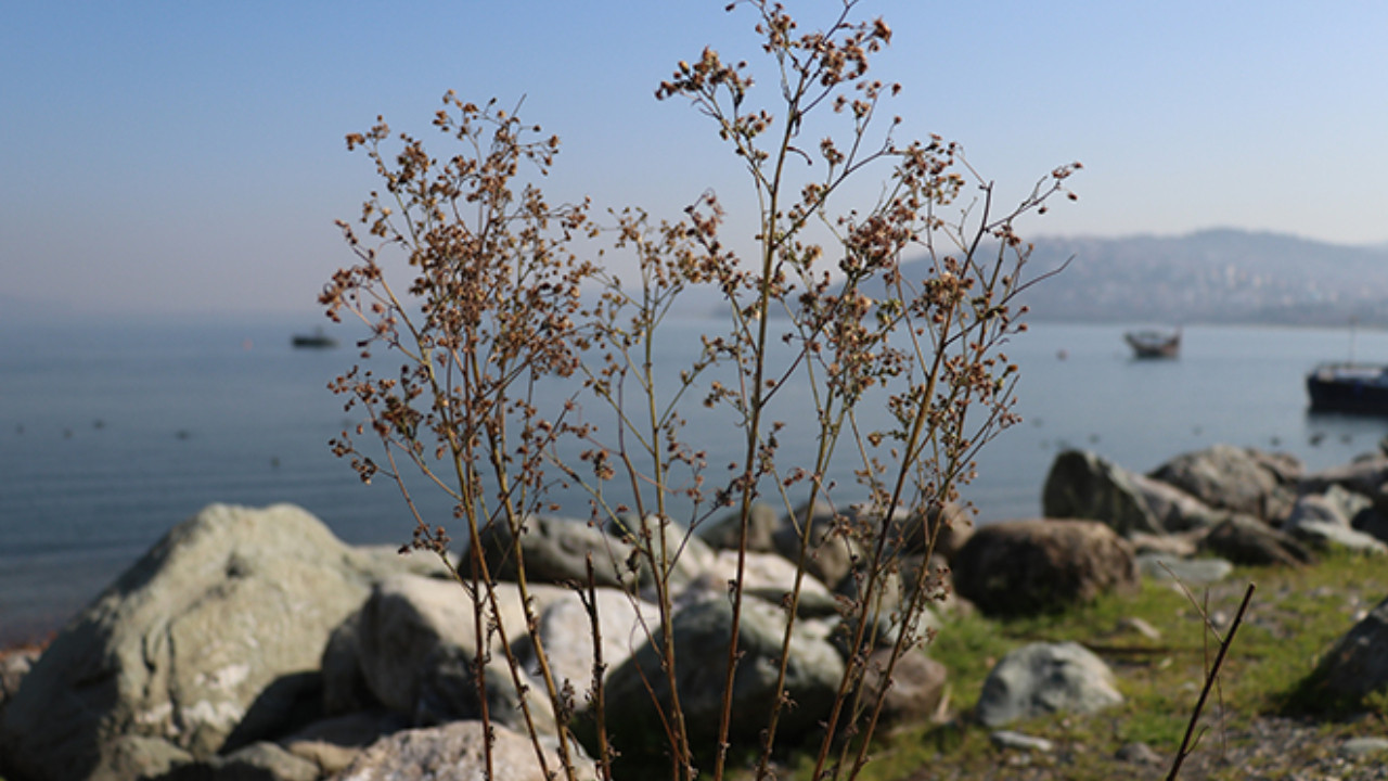 Sapanca Gölü’nün etnobotanik hazinesi: 112 bitki akademik kayıtlara geçti