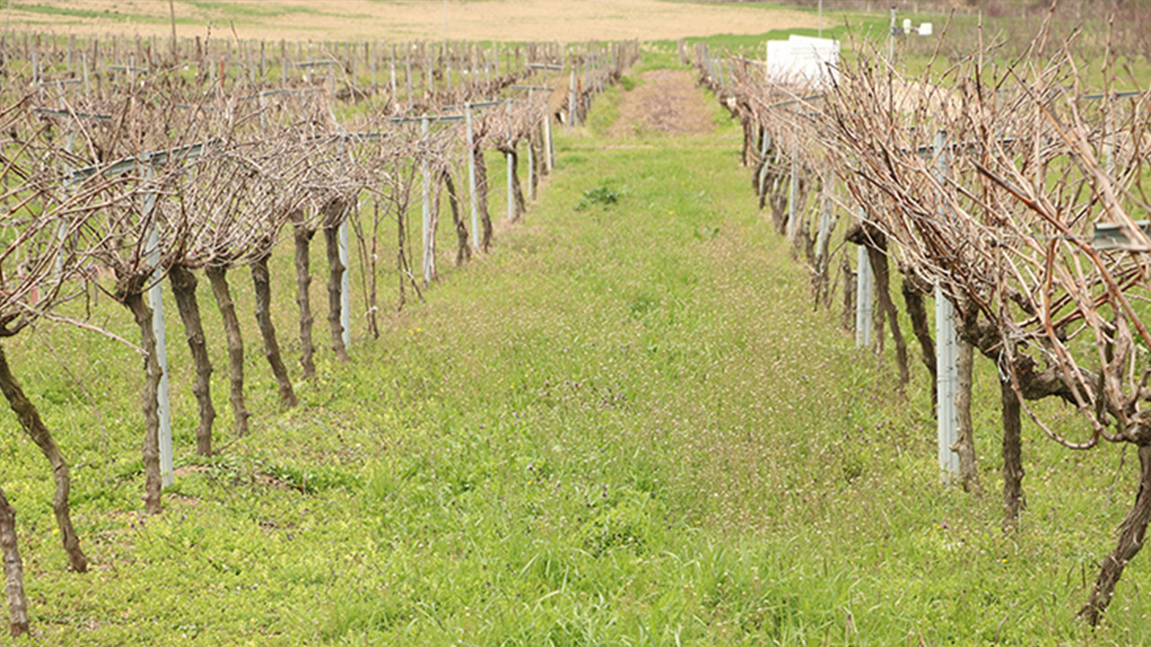 Yerli üzümde yeni hamle: Gün ışığı Türkiye’ye yayılacak
