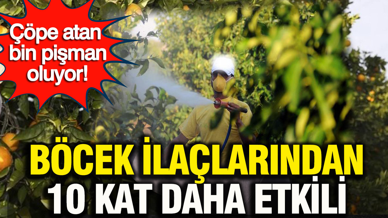 Böcek ilaçlarından 10 kat daha etkili: Narenciye kabuklarının gizli gücü