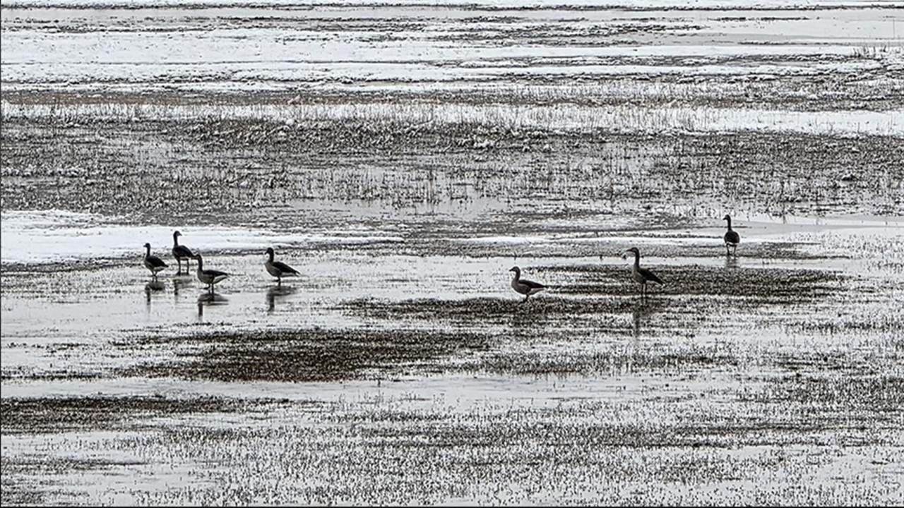 Hafik Gölü'nde kuşların zorlu mesaisi: Turnalar ve yaban kazları kar altında yiyecek arıyor