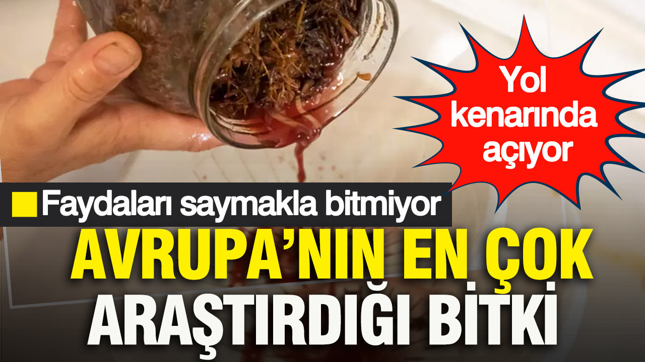 Yol kenarında açıyor; Avrupa’nın en çok araştırdığı bitki: Faydaları saymakla bitmiyor