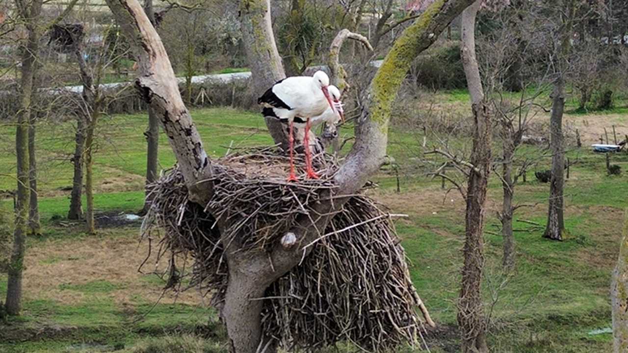 Baharın habercisi leylekler Samsun’daki Kızılırmak deltası’na ulaştı