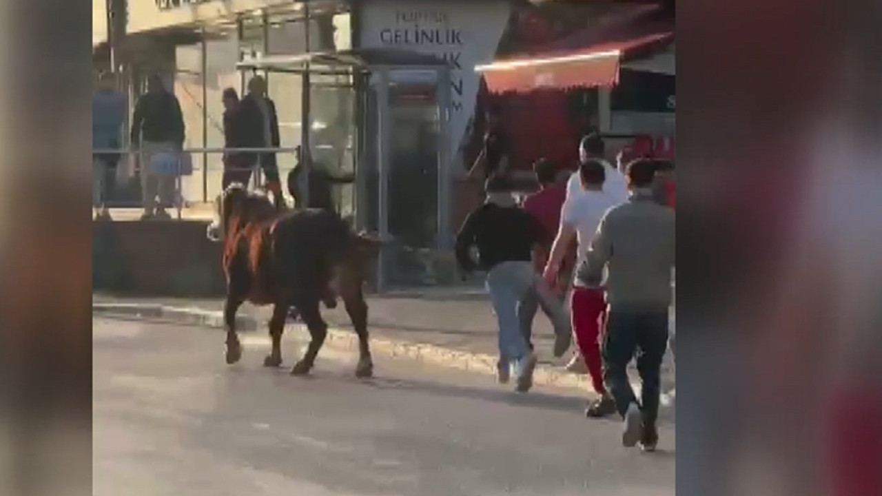 Bursa'da çiftlikten kaçan boğa trafiği birbirine kattı: O kaçtı onlar peşinden koştu