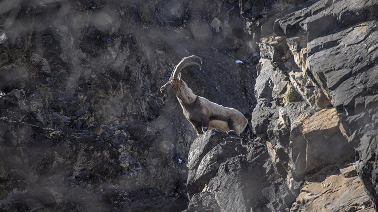 Kırmızı listede yer alan yaban keçileri milli parkta görüntülendi