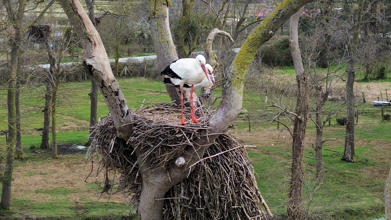 Kızılırmak Deltası’nda bahar: Leylekler geri döndü