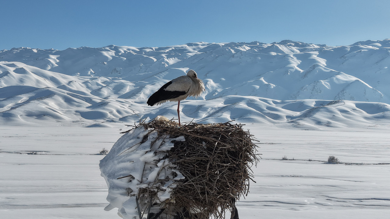 Mevsim şaşırdı O gitmedi: Buz tutan yuvada Leylek eşini bekliyor