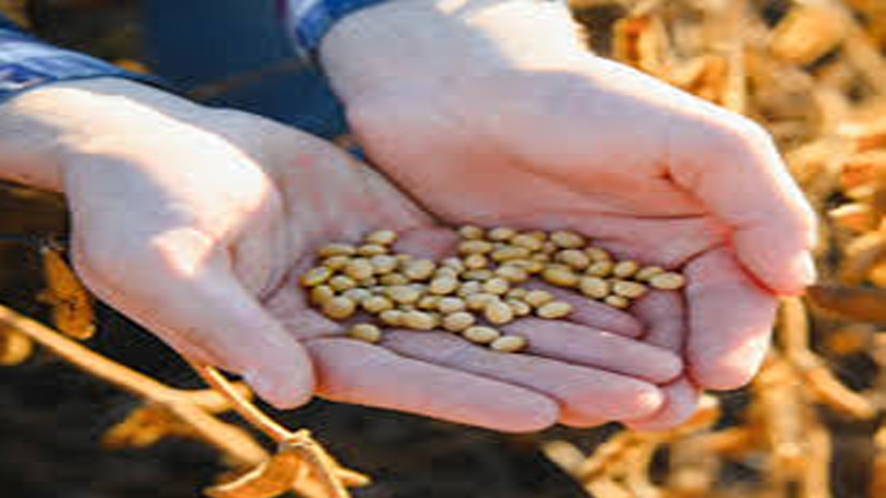 Protein bombası soya fasulyesi: Faydaları kadar zararları da var