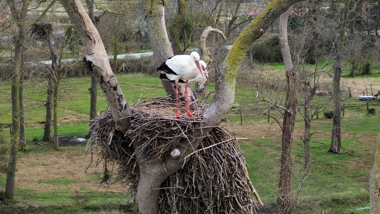 Samsun’da bahar erken geldi: 'Leylek Toki' sakinleri geri döndü