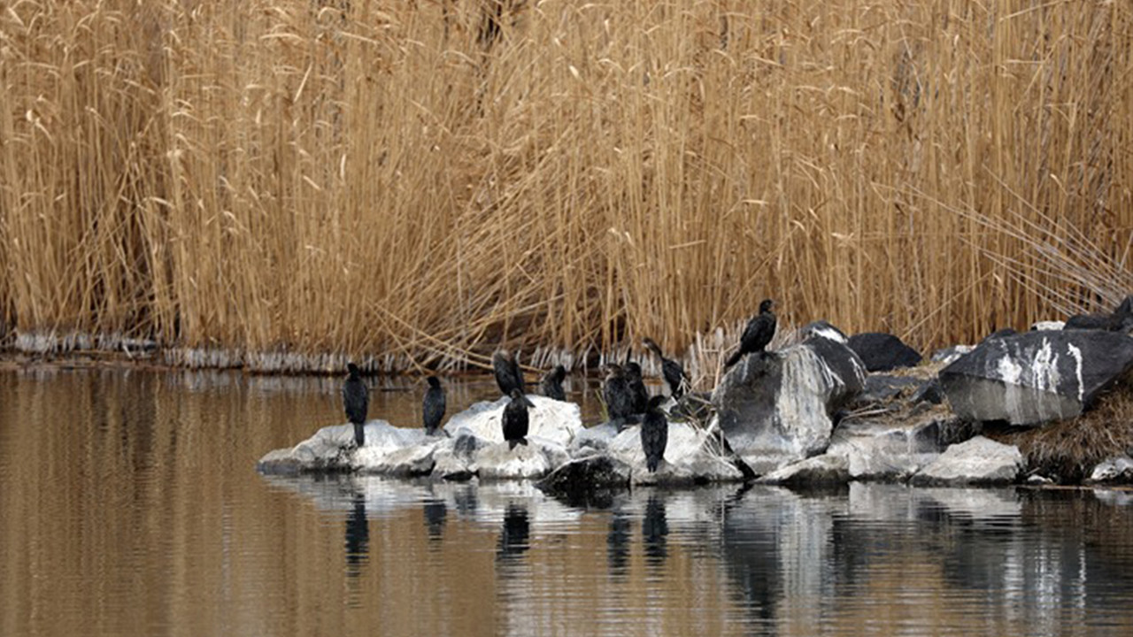 Ağrı Dağı’nda bahar mesaisi: Göçmen kuşlar gelmeye başladı