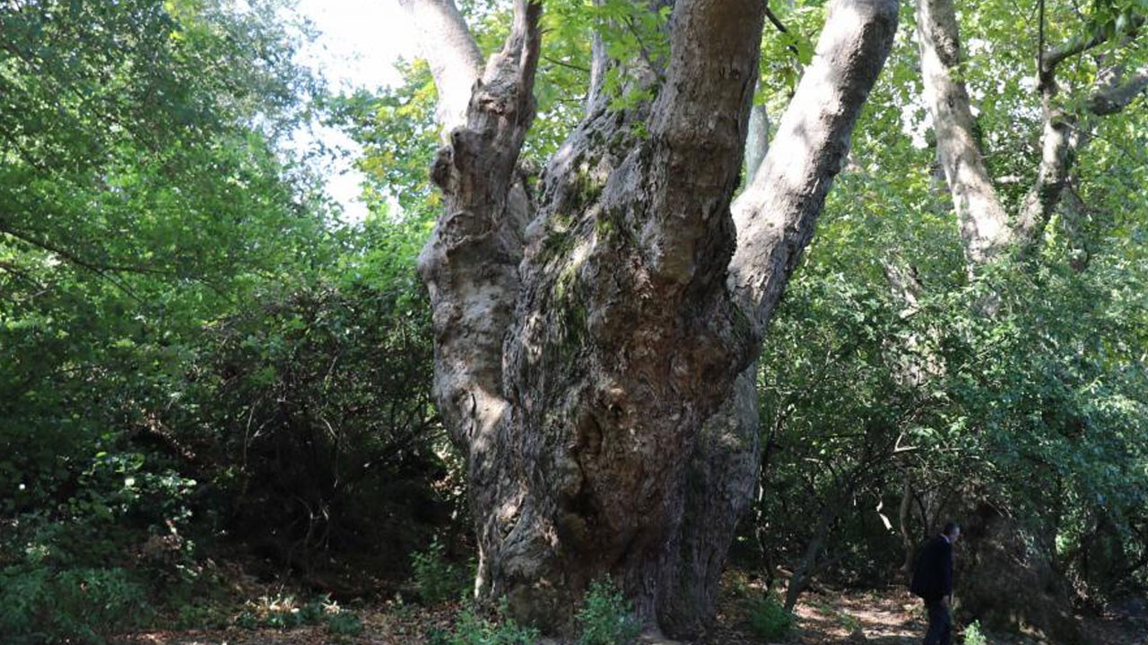Asırlık çınar 100. yaş gününde yalnız bırakılmadı