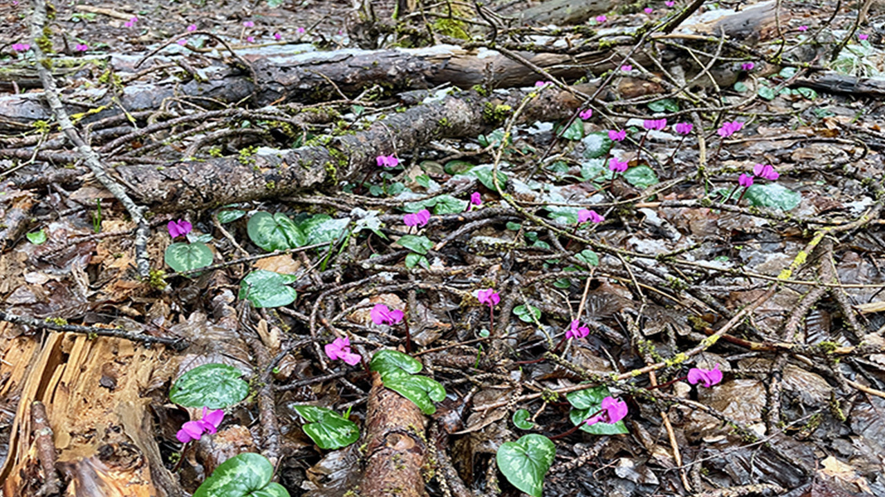 Bolu'da iki mevsim bir arada yaşanıyor