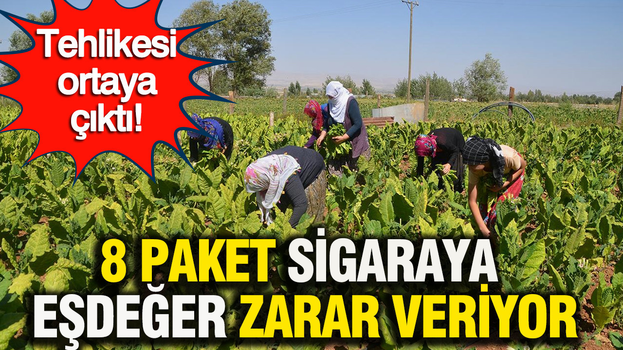Maraş otu masum değil: 8 Paket sigaraya bedel: Yüksek nikotinle kanseri tetikliyor