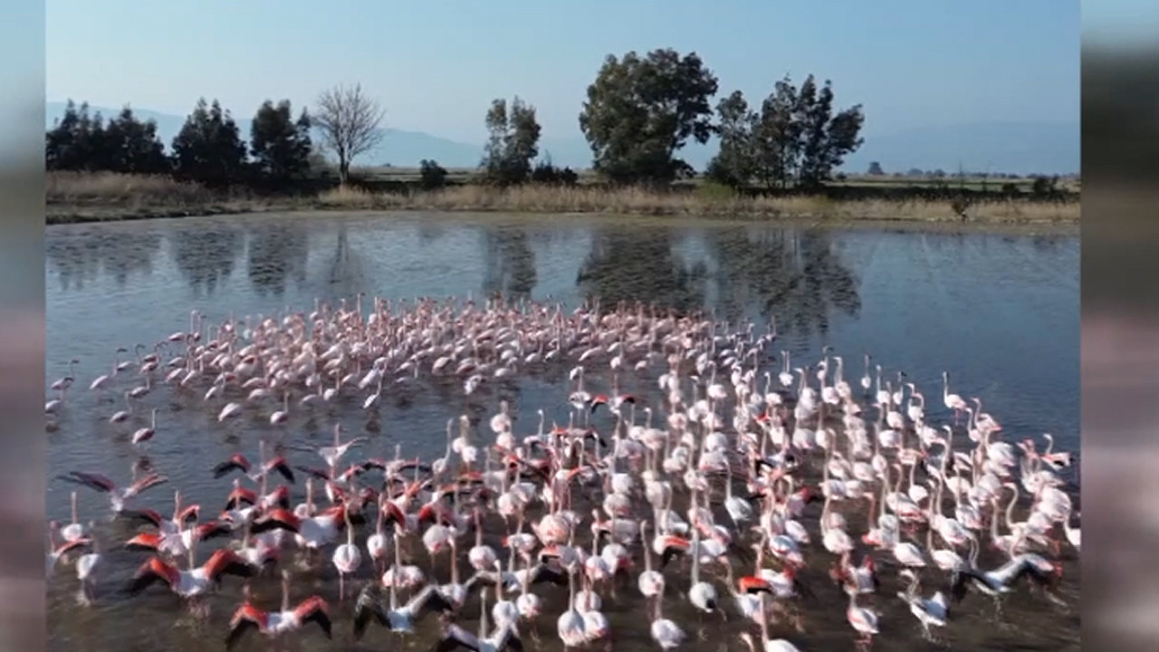 Buğday tarlalarını sular bastı: Flamingolar akın etti