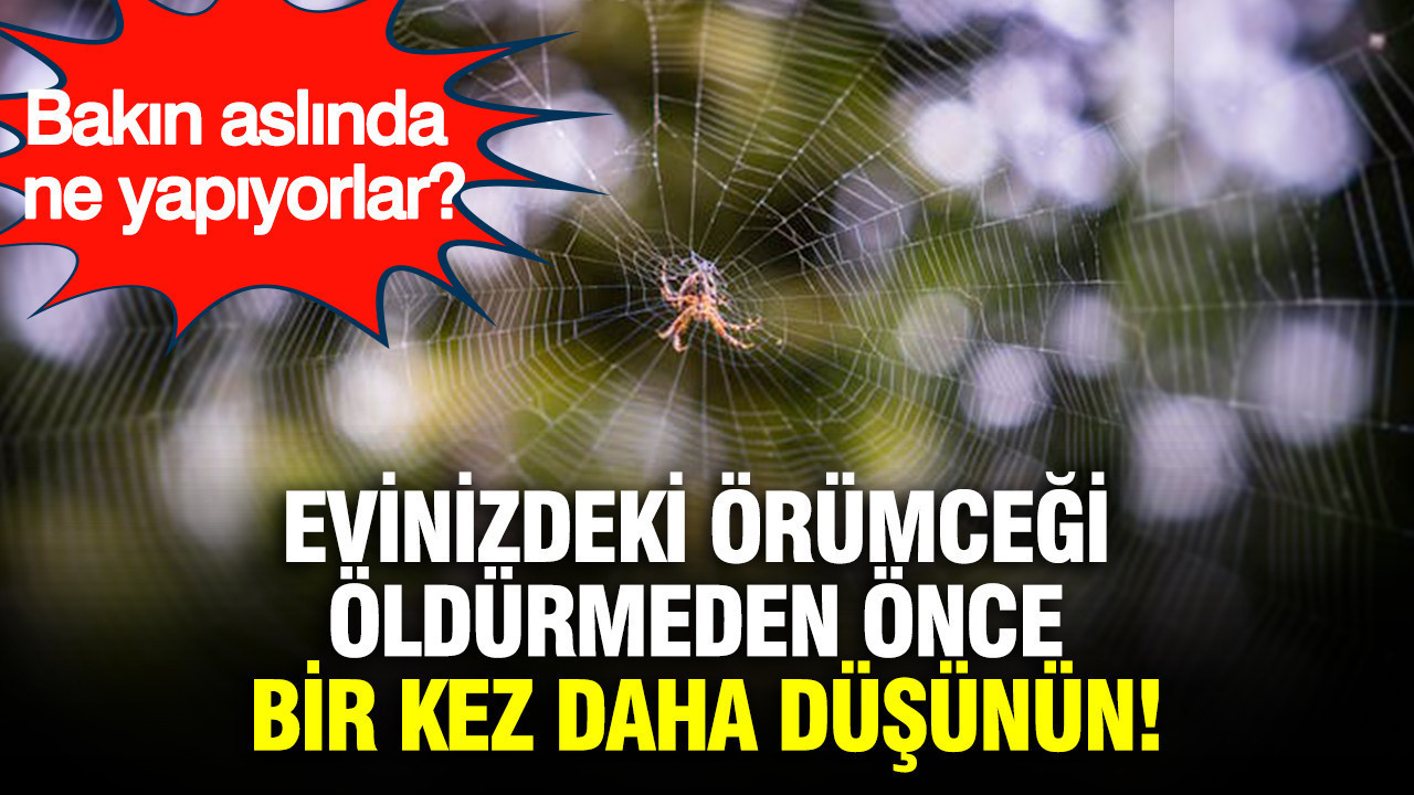 Evinizdeki örümceği öldürmeden önce bir kez daha düşünün