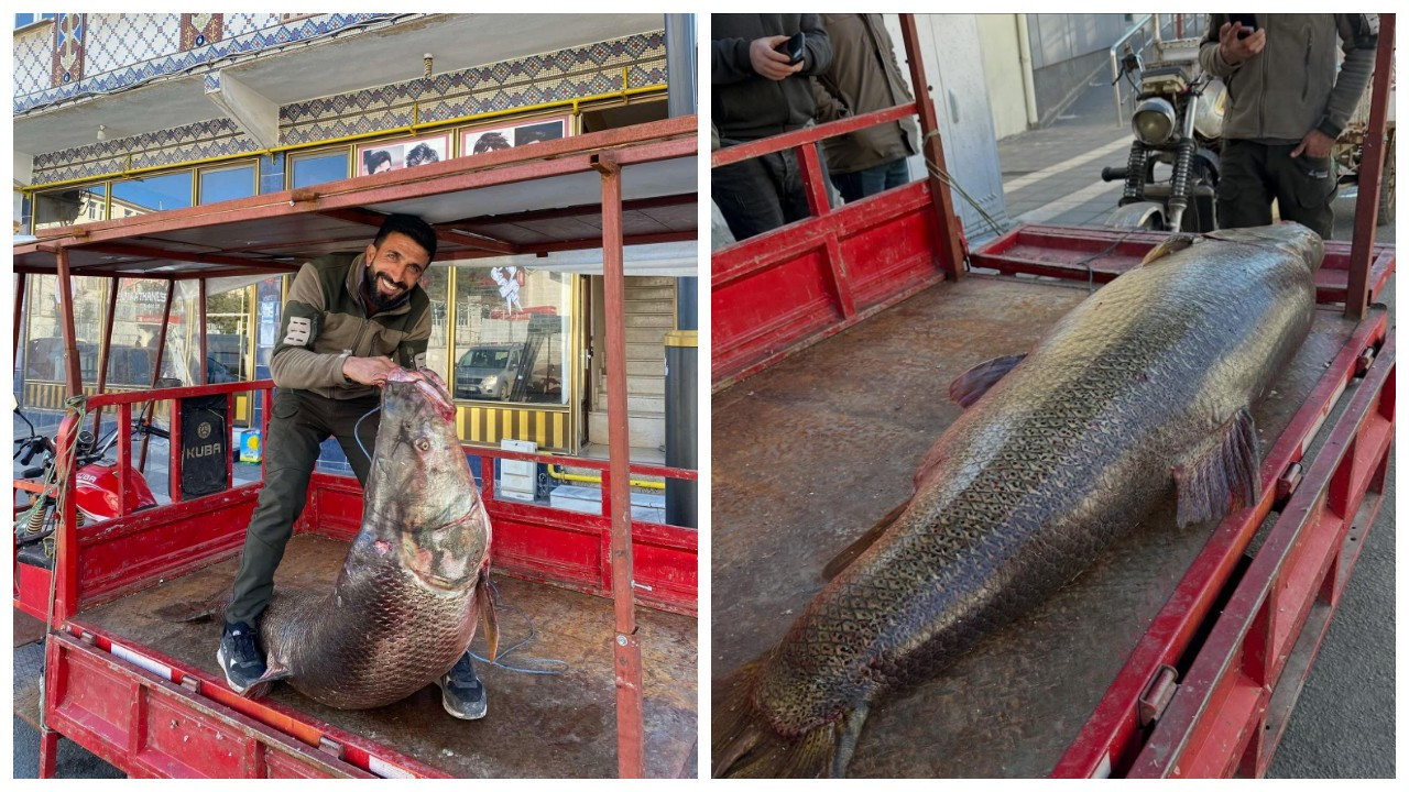 Fırat Nehri'nde 100 kiloluk turna balığı yakalandı