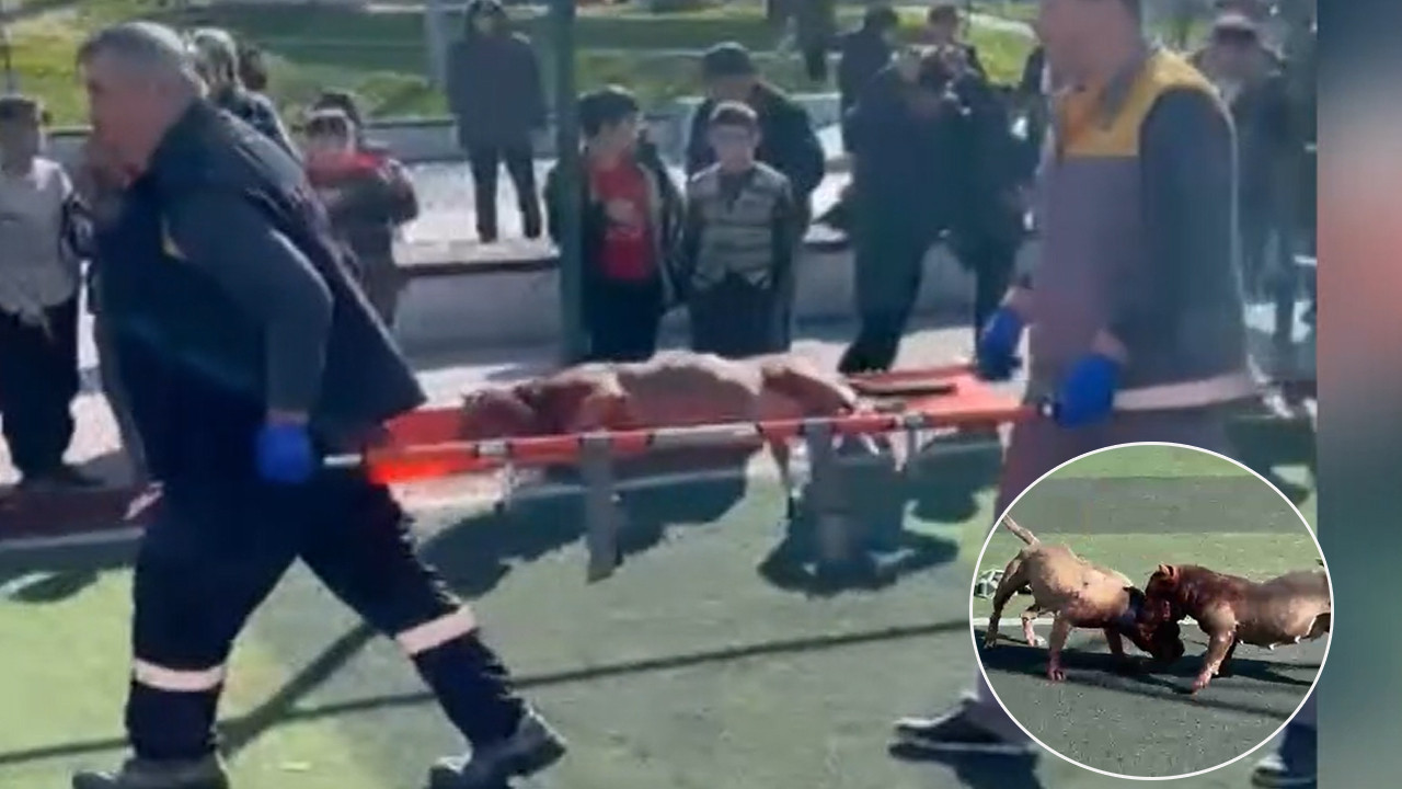 Futbol sahasında Pitbull kavgası: Köpekler birbirini parçaladı
