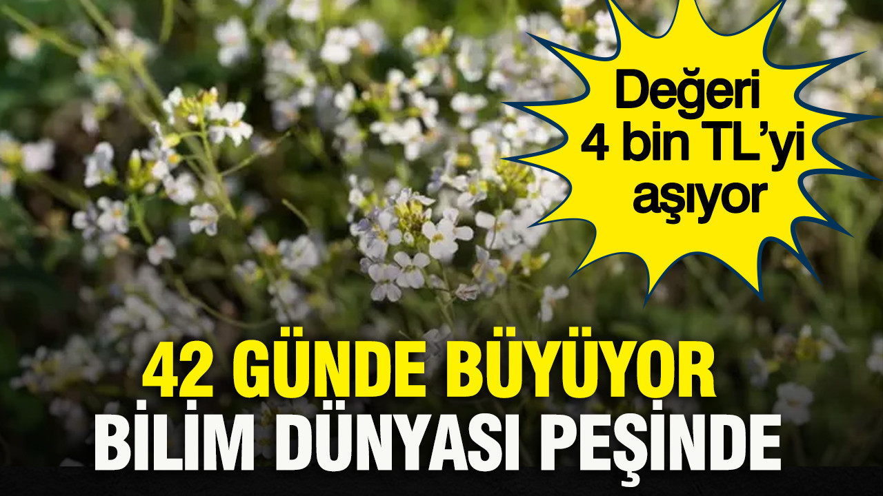 42 günde büyüyor, bilim dünyası peşinde: Değeri 4 bin TL’yi aşıyor