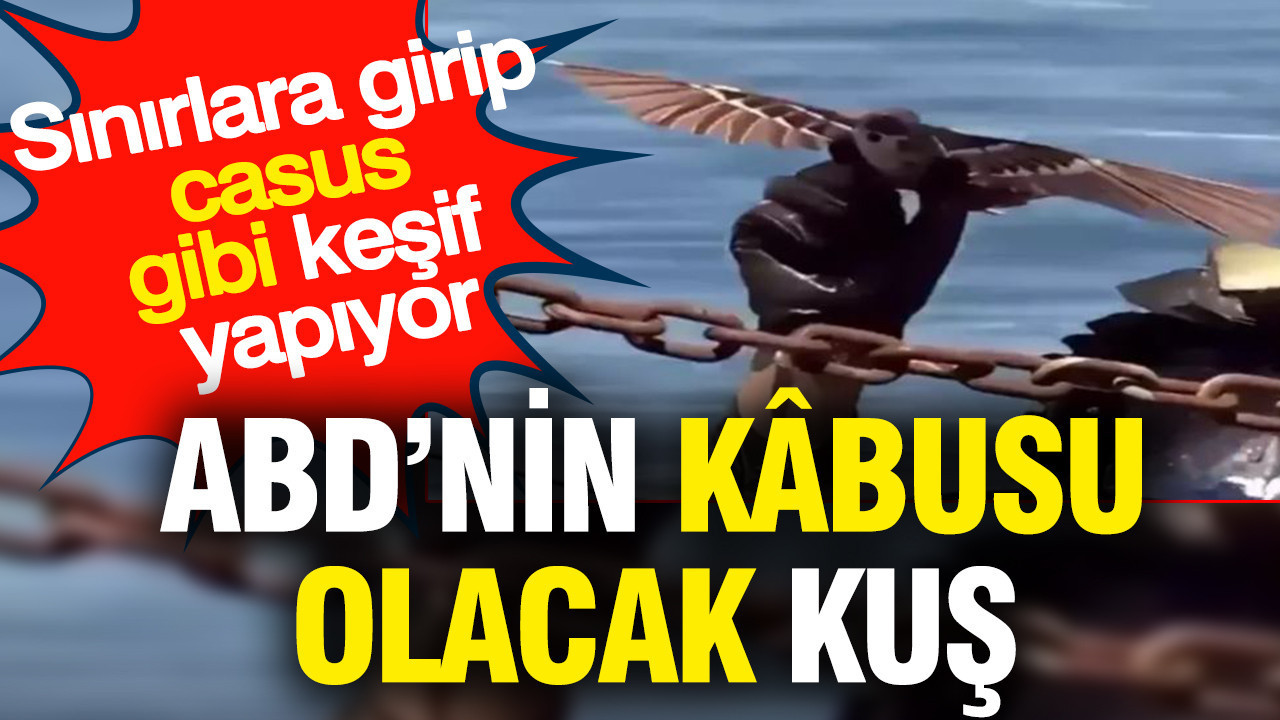 ABD’nin kâbusu olacak kuş: Sınırlara girip casus gibi keşif yapıyor