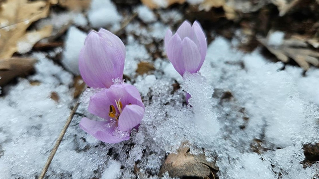 Çankırı’da baharın ilk habercisi kar çiçekleri açtı