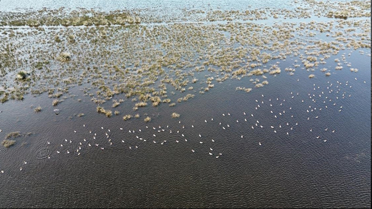 Kızılırmak Deltası'nda heyecan verici dönem: Kuşlar kuluçkaya yatmaya başladı