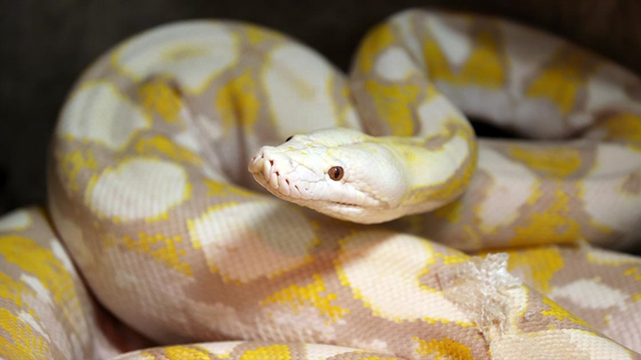 Konya'da albino pitonlara özel bakım: Güneş ışığından kızılötesiyle korunuyorlar