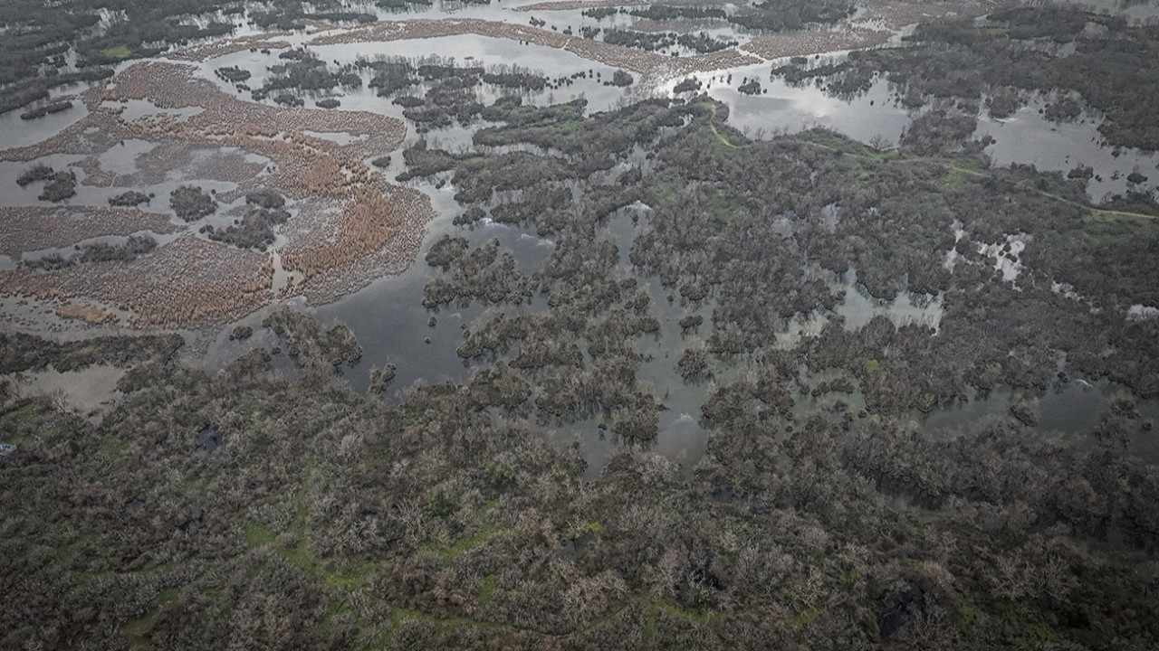 Kuraklık sonrası mucize: Karacabey longozu yeniden canlandı...300'e yakın kuş türüne ev sahipliği yapıyor