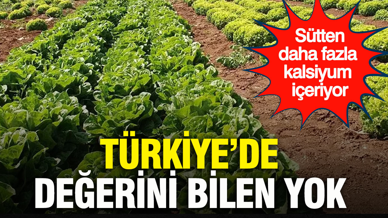 Sütten daha fazla kalsiyum içeriyor: Türkiye’de değerini bilen yok