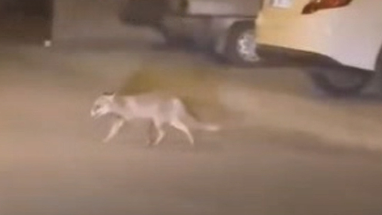 Aç kalan tilki mahalleye indi