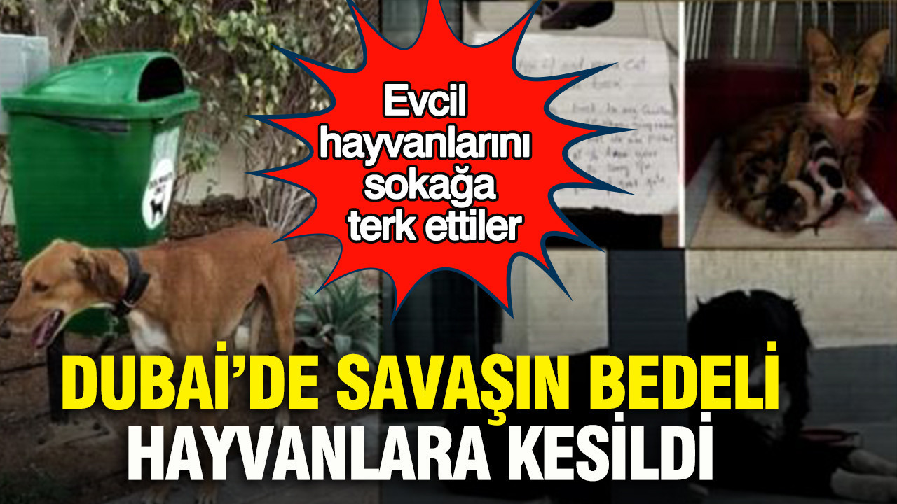 Dubai’de savaşın bedeli hayvanlara kesildi: Evcil hayvanlarını sokağa terk ettiler