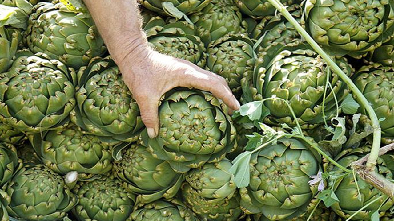 Ege mutfağının yıldızı: Zeytinyağlı enginar dolması nasıl yapılır?