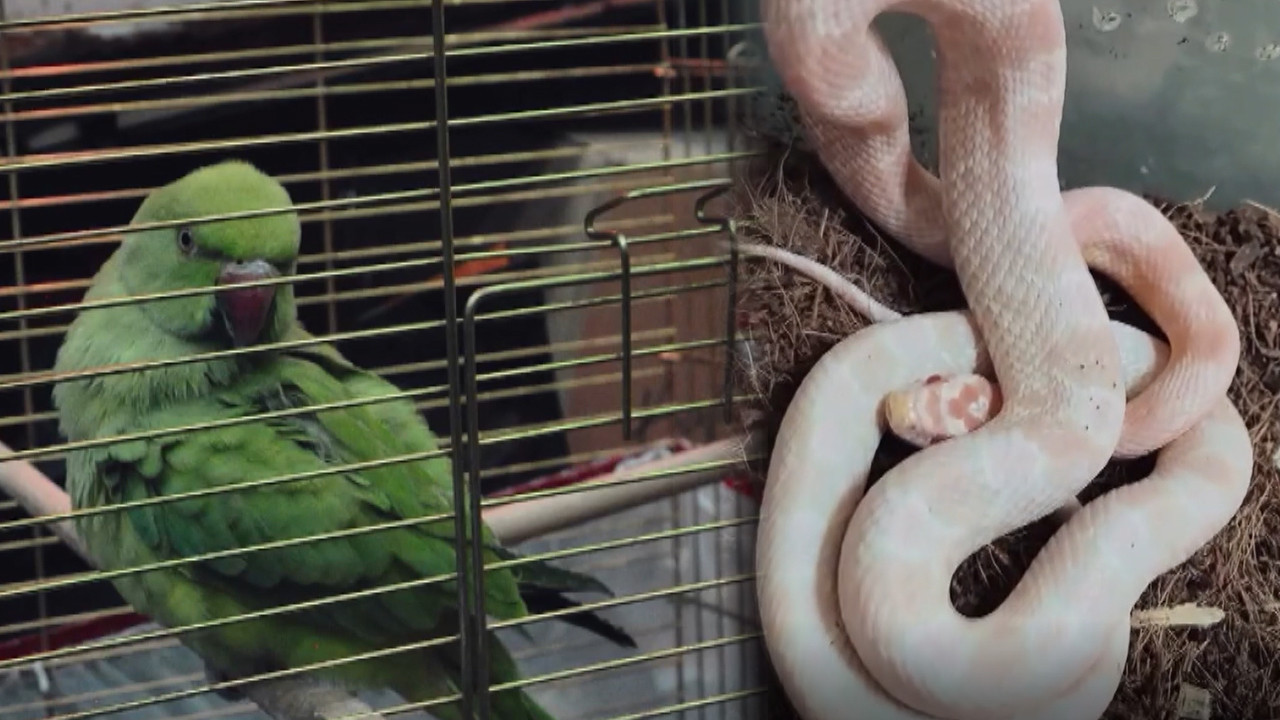 Egzotik misafirler yakalandı: İş yerinde mısır yılanı çıktı