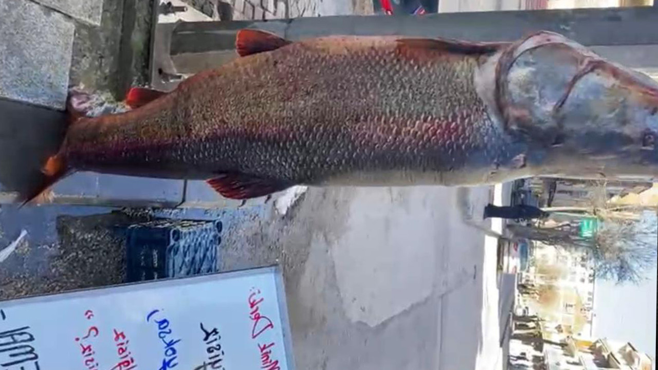 Elazığ’da 97 kilogram turna balığı yakalandı