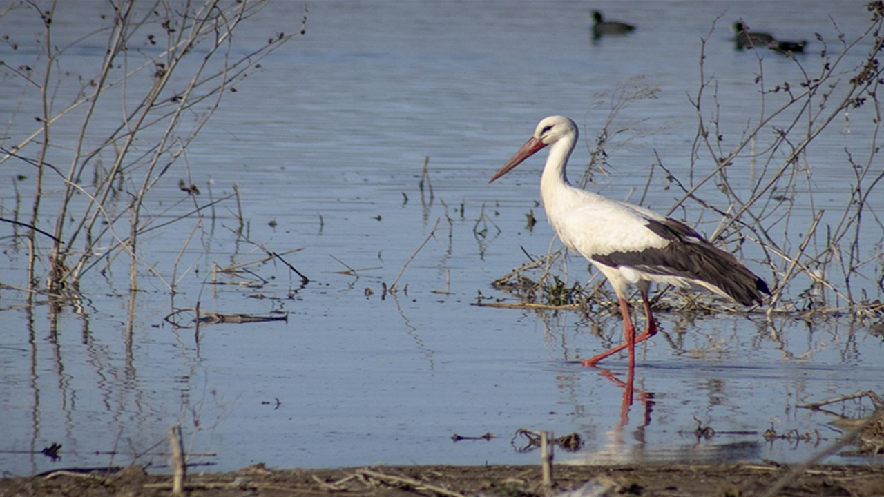 Karakaya Barajı’nda bahar mesaisi: Göçmen leylekler yuvalarına dönmeye başladı