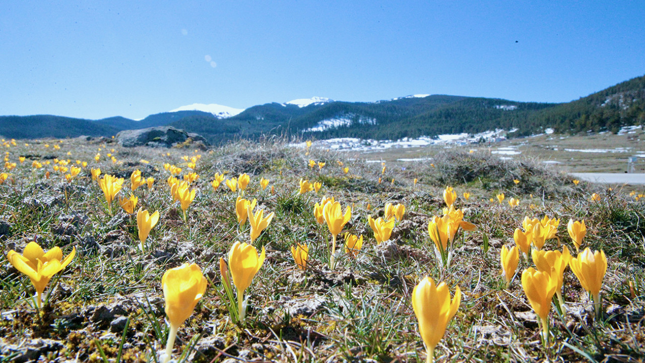 Bolu’da bahar erken geldi: Çiğdemler karları delip çıktı