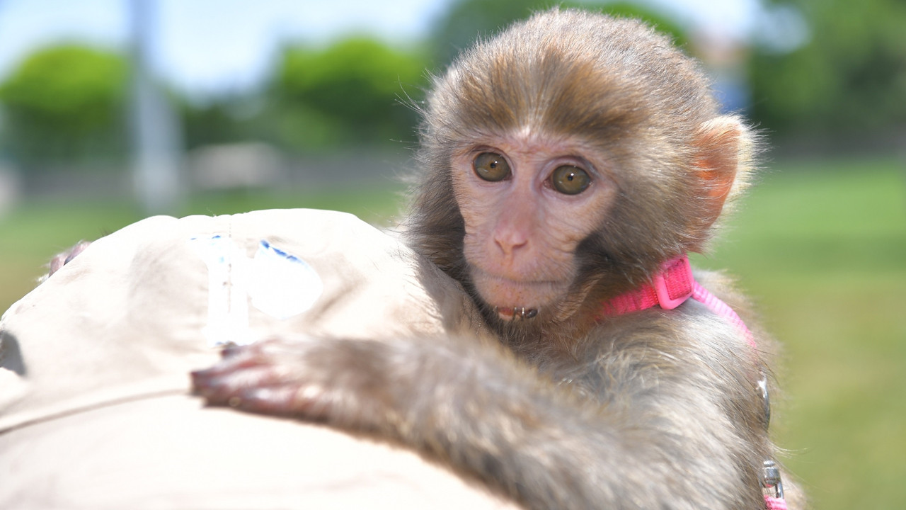 İhbar geldi, ekipler harekete geçti: Örümcek maymunların esareti bitti