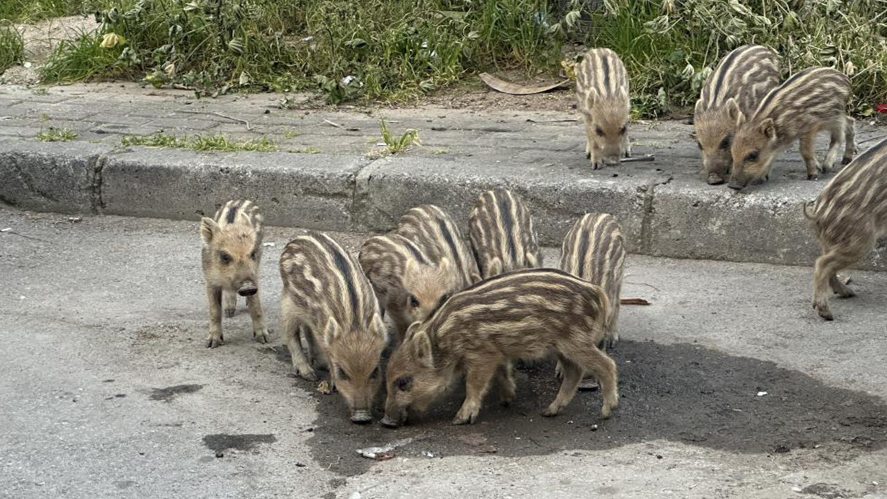 İzmir’de korkutan manzara: Yaban domuzu sürüsü gündüz vakti sokaklara indi