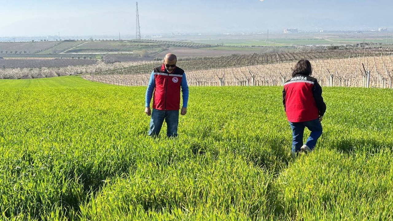 Manisa’da çiftçilere ‘Septorya’ uyarısı
