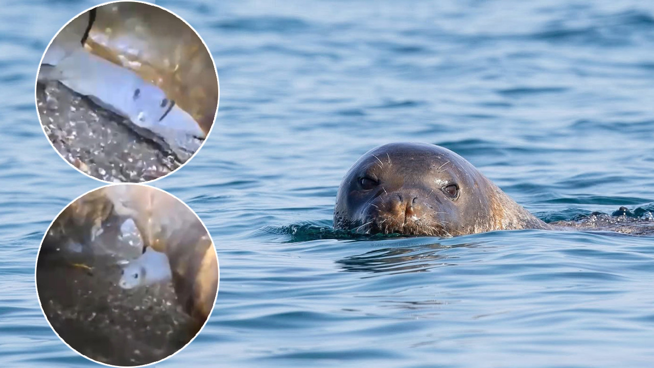 Para uğruna fok yuvalarına turistik saldırı