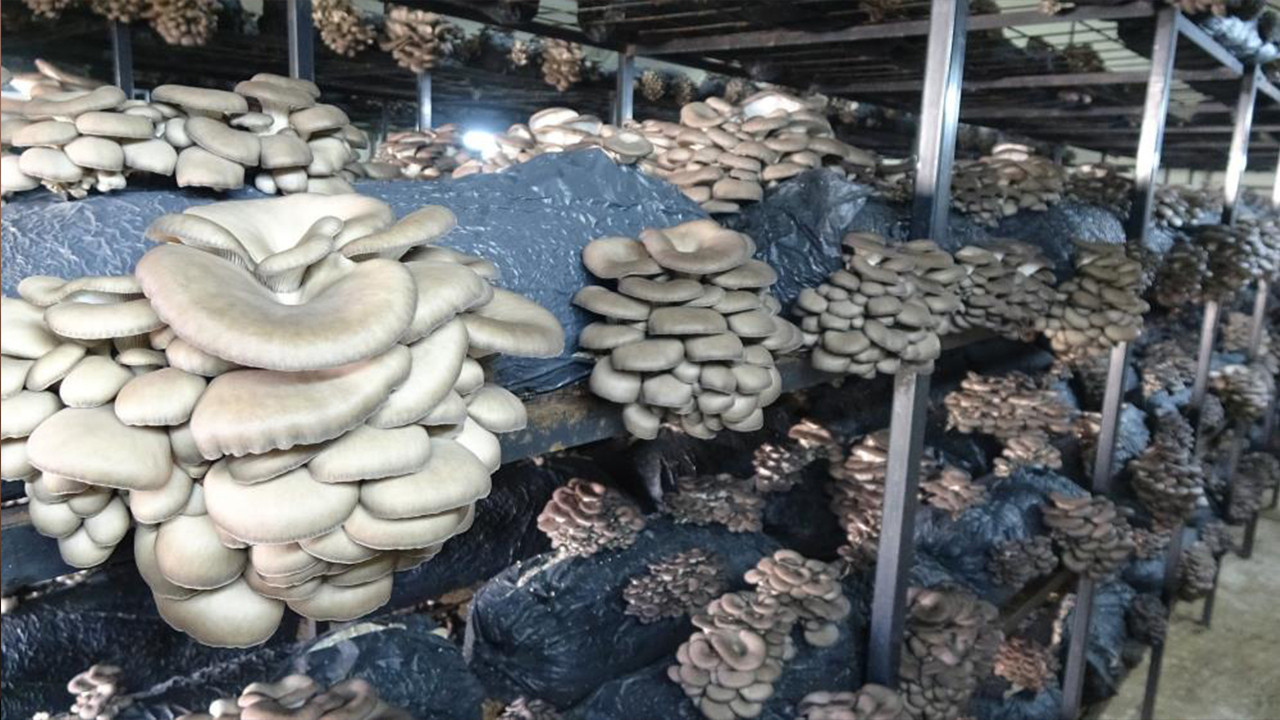 Samsun Çarşamba'da istiridye mantarı üretimi artış gösteriyor