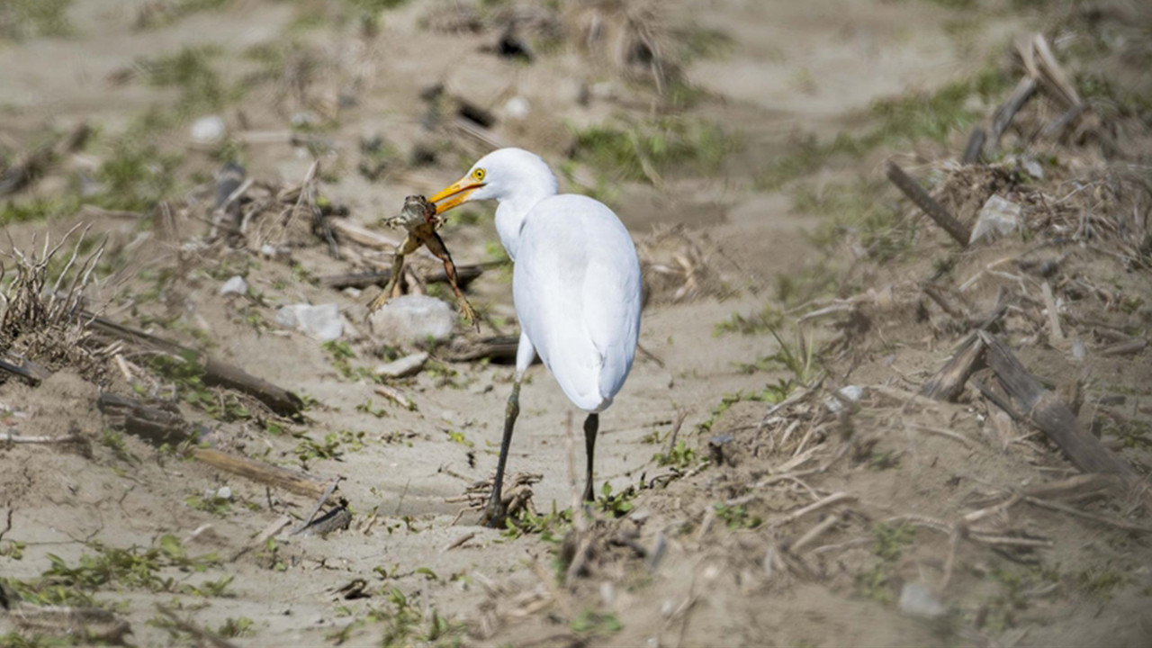 Sığır balıkçıl Adana'da beslenirken görüntülendi