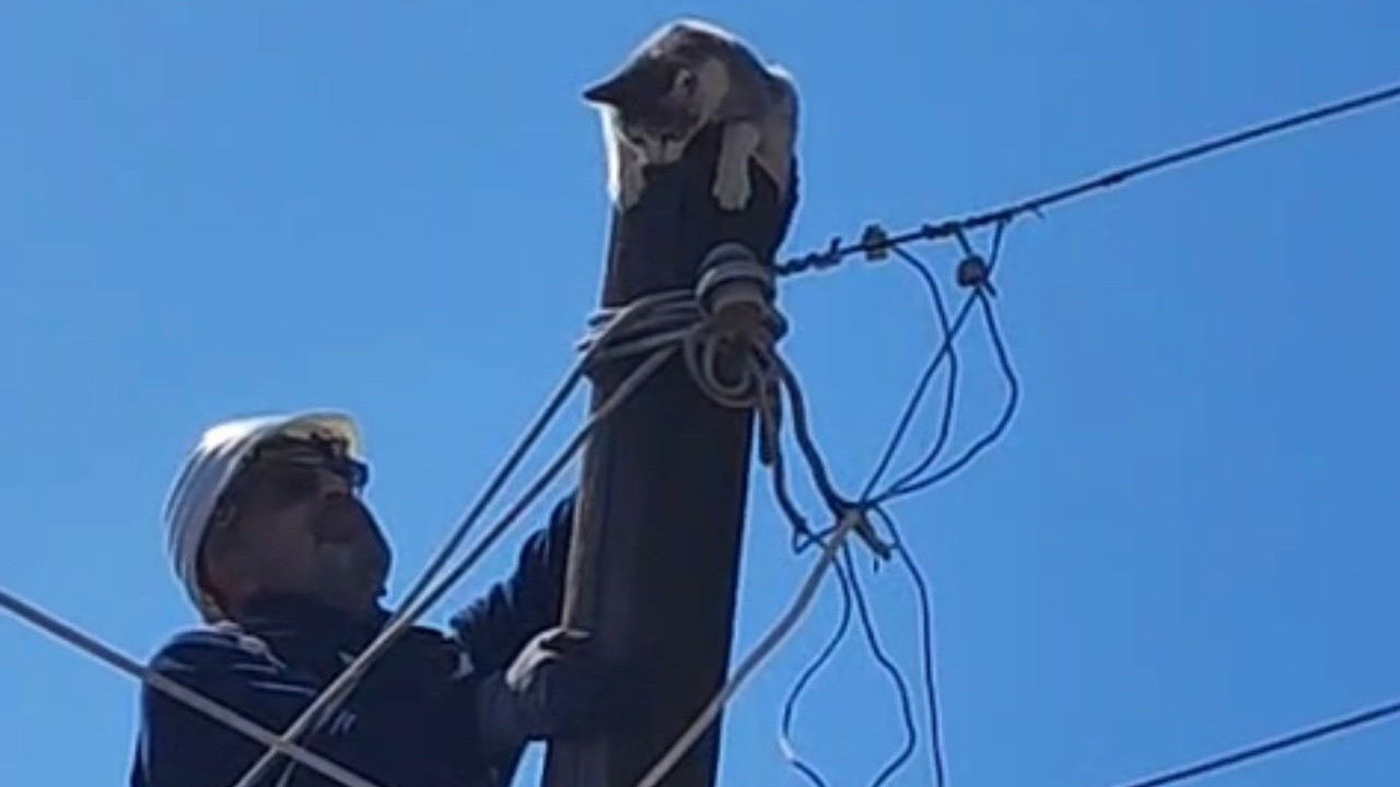 Direğin tepesindeki minik can için zamanla yarış: Şavşat ÇEDAŞ görevlilerinden yürek ısıtan kurtarma