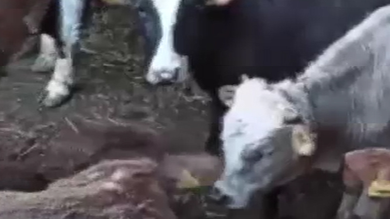 Kars’ta ahır çöktü, çoban son anda kurtuldu