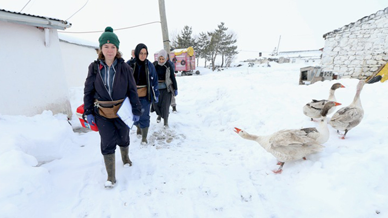 Kars'ta kadın veterinerler kar kış demeden sahada: 2 Metre karla hayvan sağlığı için mücadele