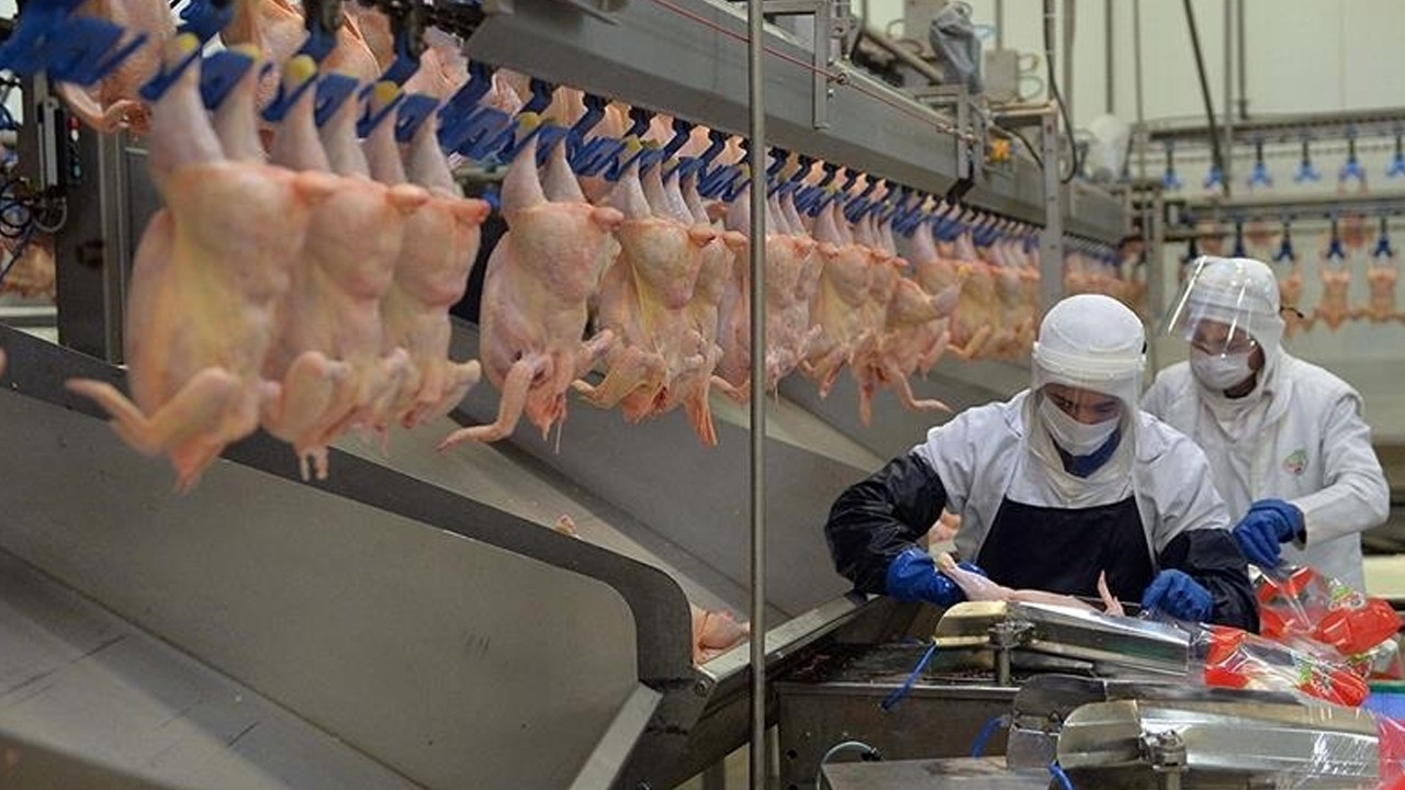 Tavuk eti üretimi ocakta arttı