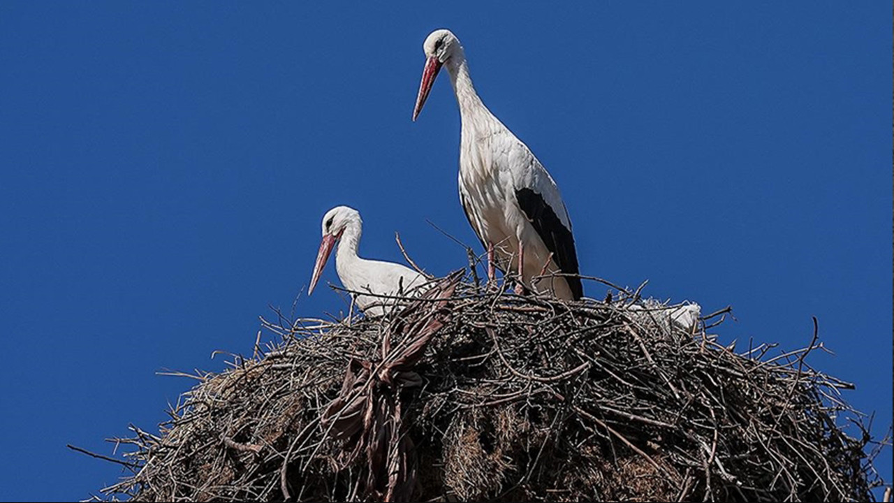 Yaren Leylek Nazlı'sına kavuştu: Karacabey'de 15 yıllık mucize yeniden gerçekleşti