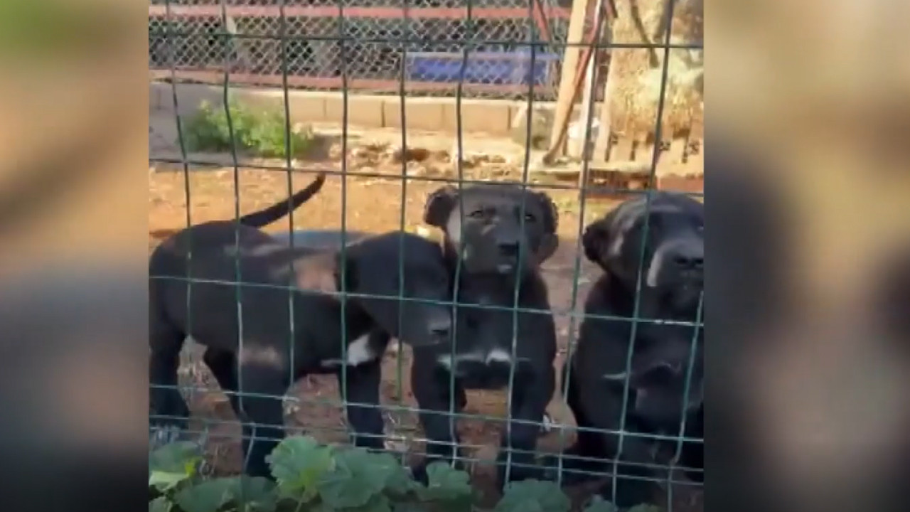 Antalya’da kan donduran iddia: “26 günlük yavru köpeklere canlı işkence”