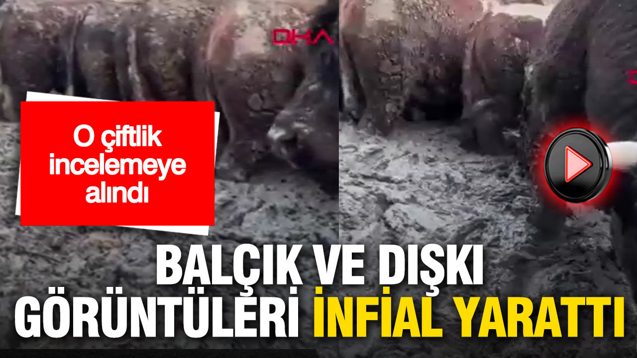 Balçık ve dışkı görüntüleri infial yarattı: Çiftlik incelemeye alındı
