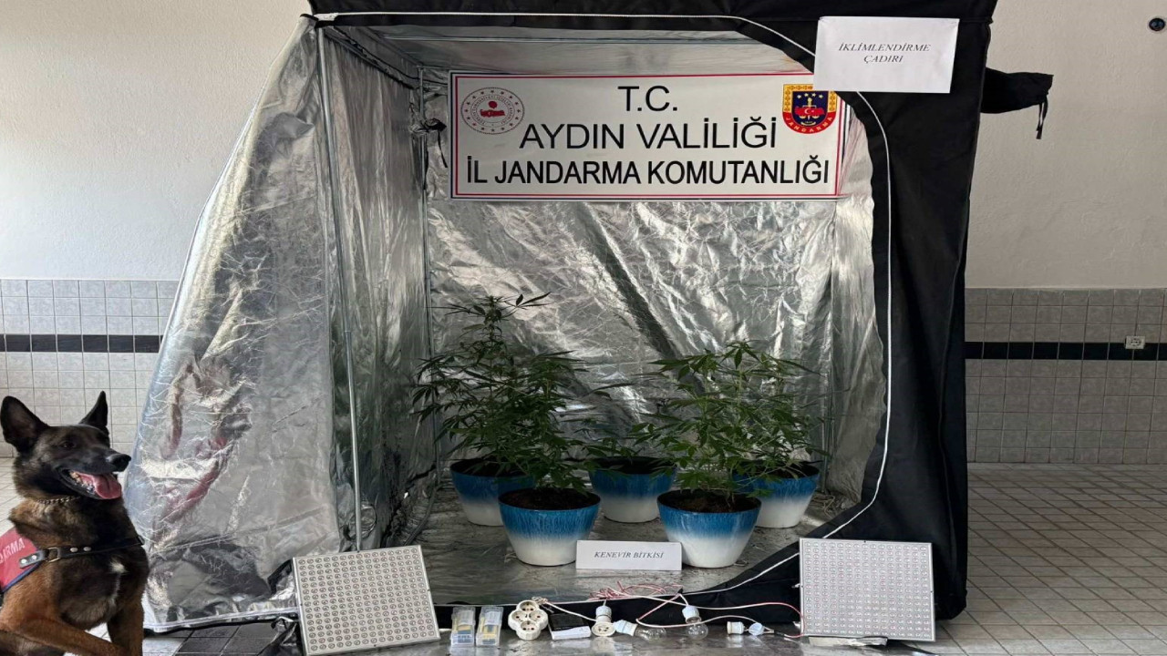 Özel düzenekle kenevir yetiştiren şüpheli yakalandı