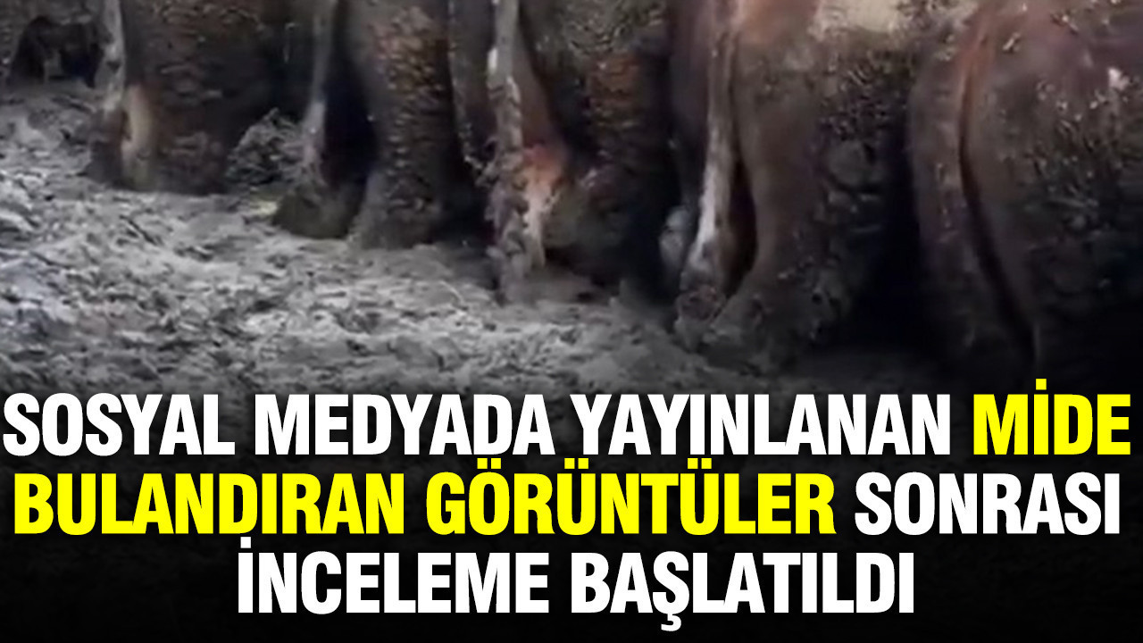 Sosyal medyada yayınlanan mide bulandıran görüntüler sonrası inceleme başlatıldı